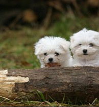 Bichon maltes e1433082606352