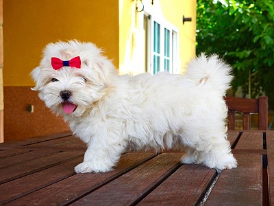 Conozca bichon05