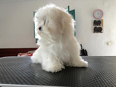 Conozca bichon10