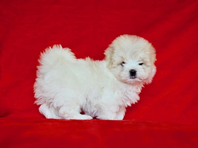 Conozca bichon17