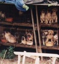 Mafia perros de checoslovaquia